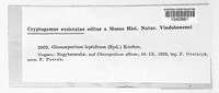 Glomosporium leptideum image